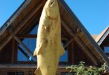 Fall Salmon & Steelhead 5 day Fish-Lodge-Dine