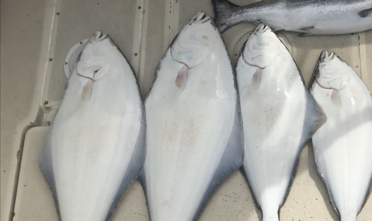 Ucluelet Halibut May 29 2018